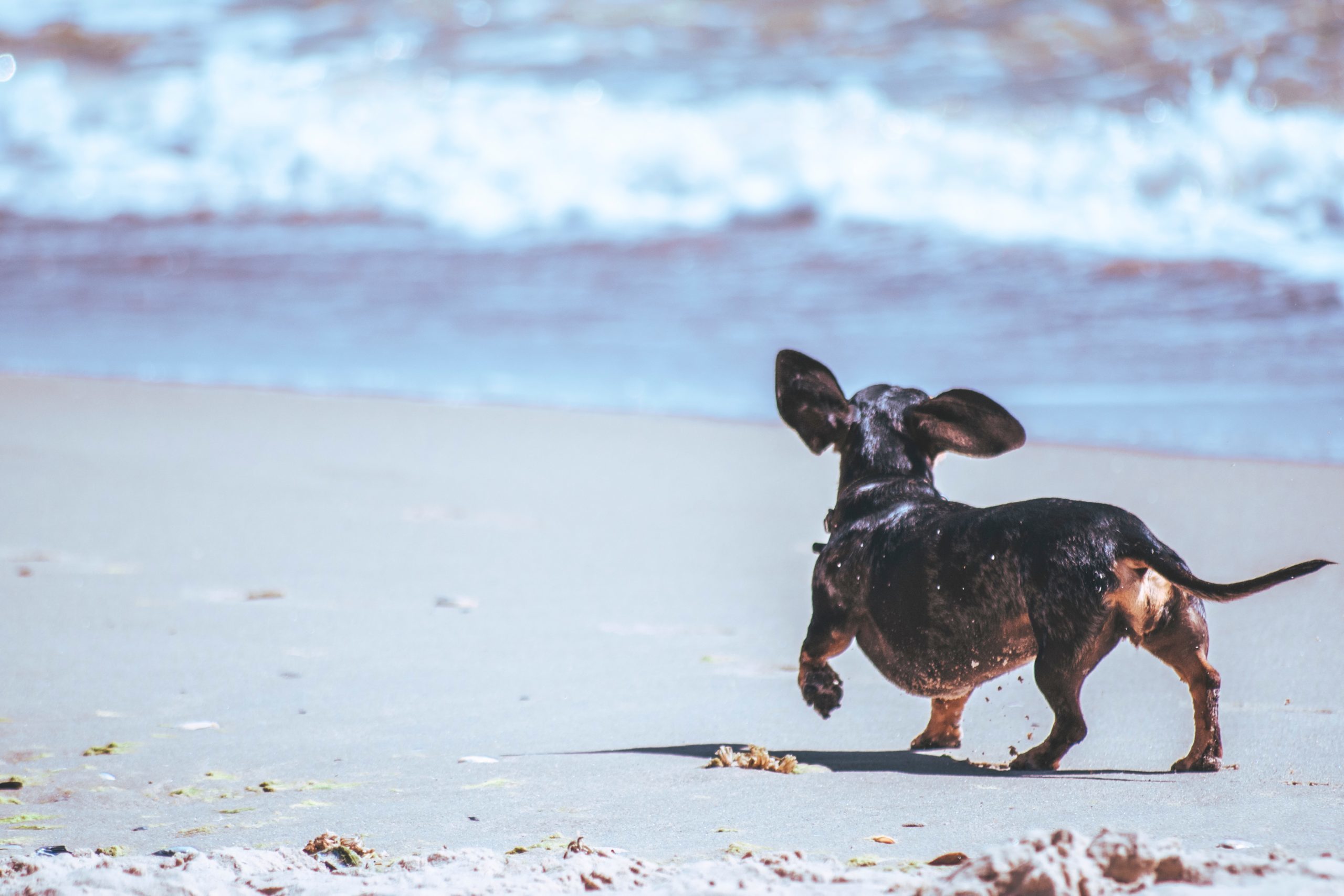 Contact Monument Road Animal Hospital Today!